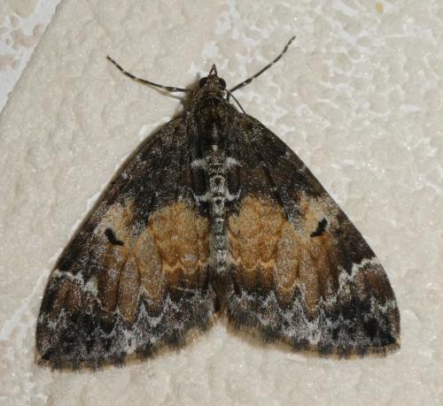 Réf. 215 054 : Dysstroma truncata